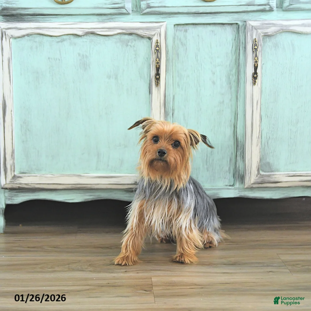 Yorkshire Terrier dogs for sale: Lucy  EXTRA SMALL - Ad 6