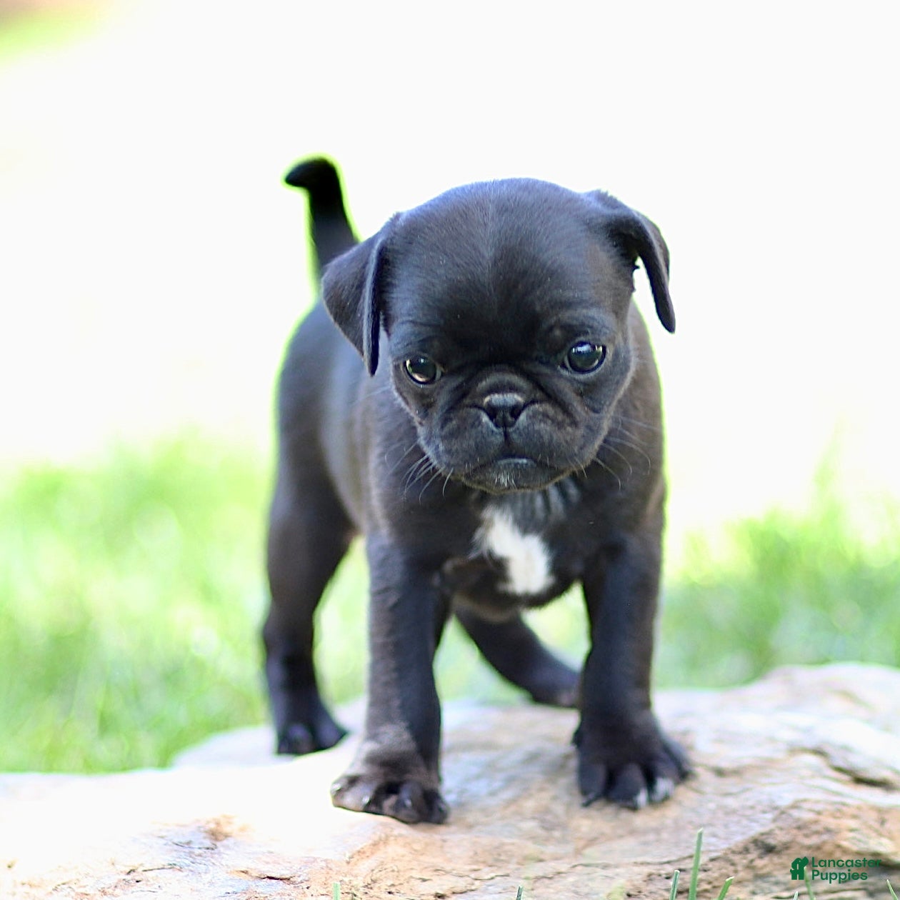 Pug dogs Bellini - Ad 1
