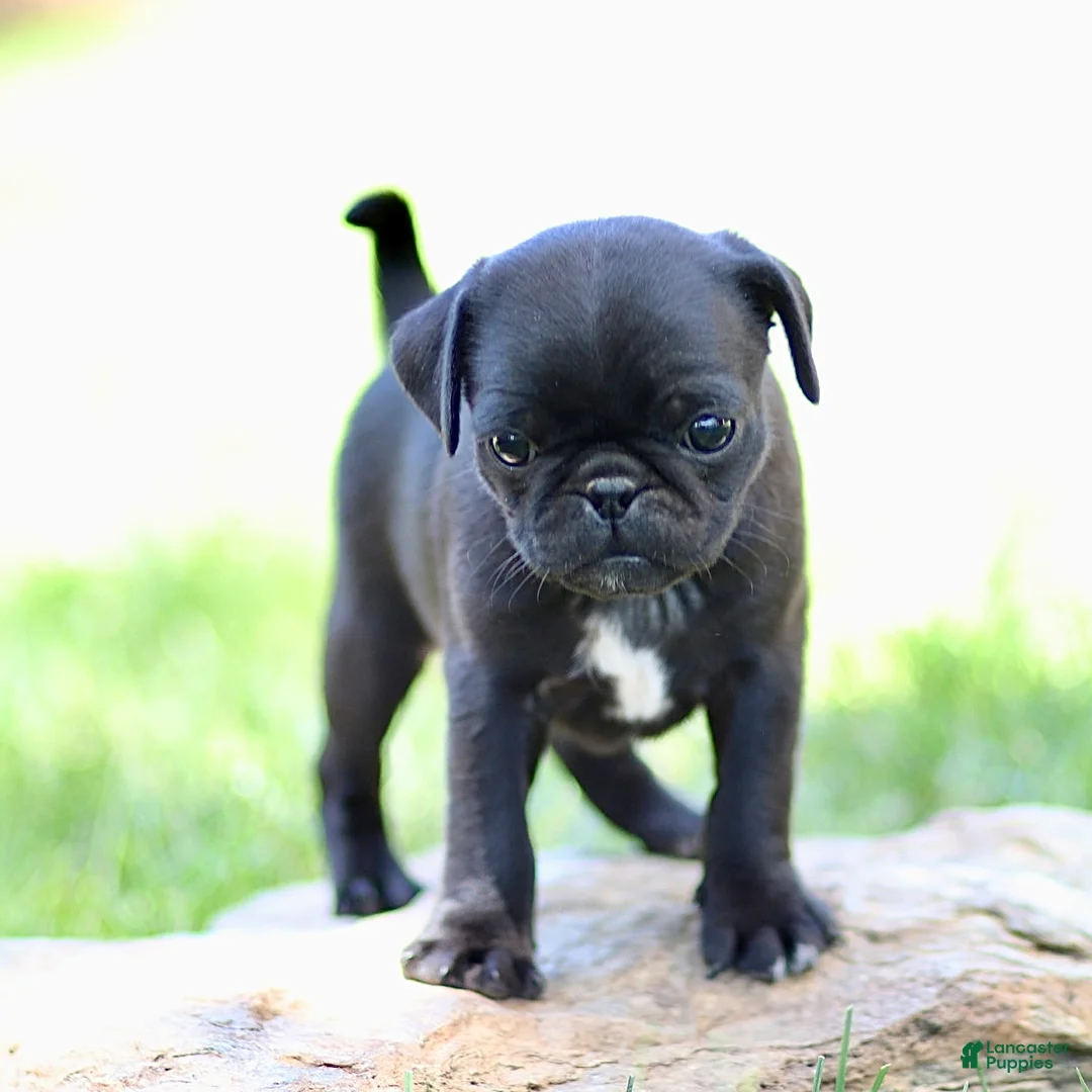Pug dogs for sale: Bellini - Ad 1