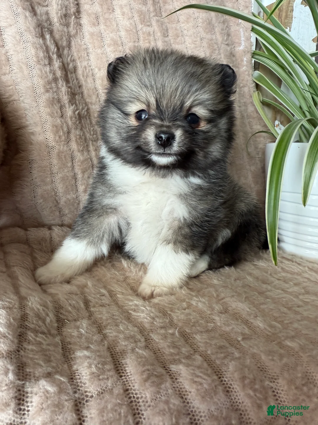 Pomeranian dogs for sale: Lynn - Ad 4