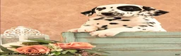 Dalmatian dogs for sale: Andy - Ad 3