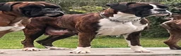 Boxer dogs for sale: DUSSEL  - Ad 16
