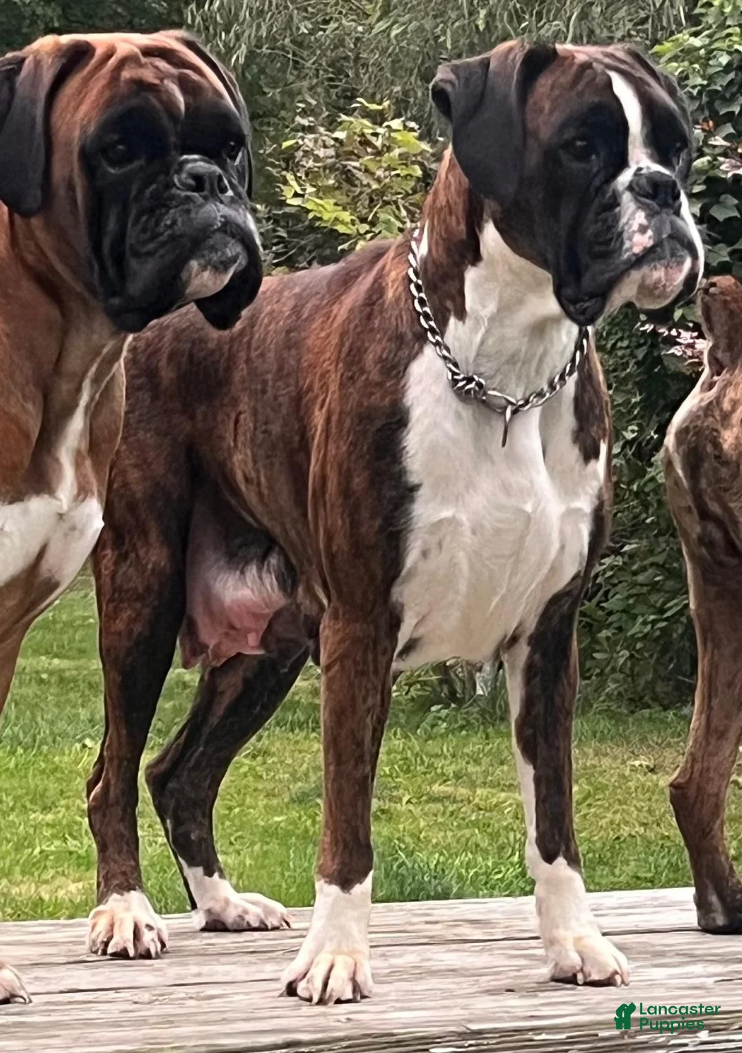 Boxer dogs for sale: DUSSEL  - Ad 16