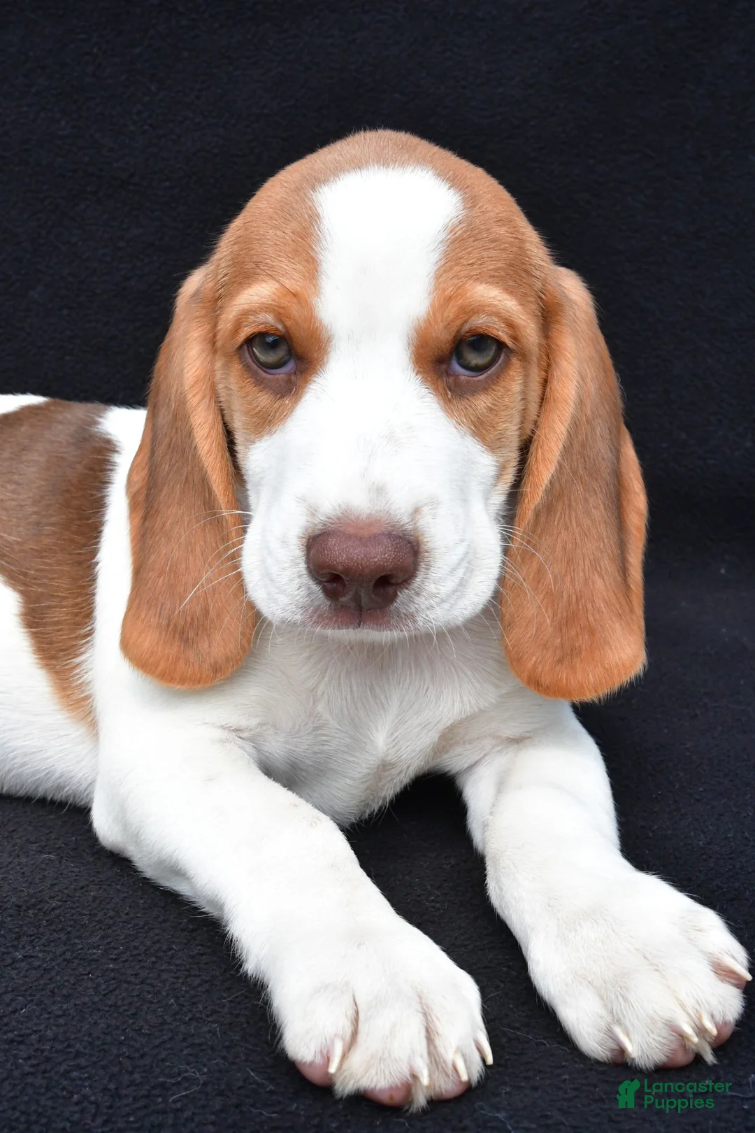 Beagle dogs for sale: Marcus - Ad 7