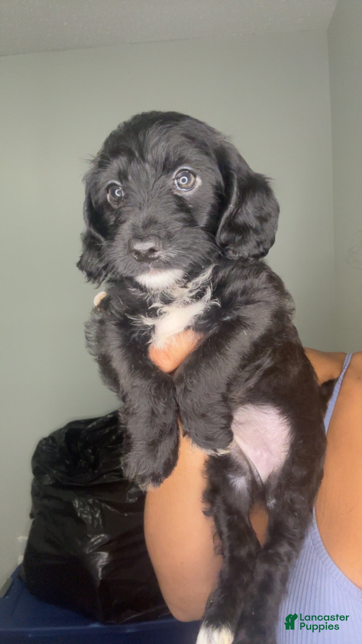 Mixed Breed dogs Hamza - Ad 21