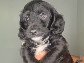 Mixed Breed dogs Hamza - Ad 29