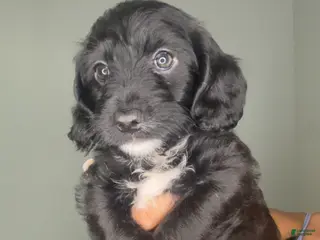 Mixed Breed dogs Hamza - Ad 31