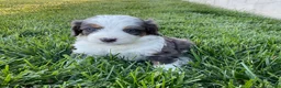 Mini Bernedoodle dogs for sale: Cole - Ad 3