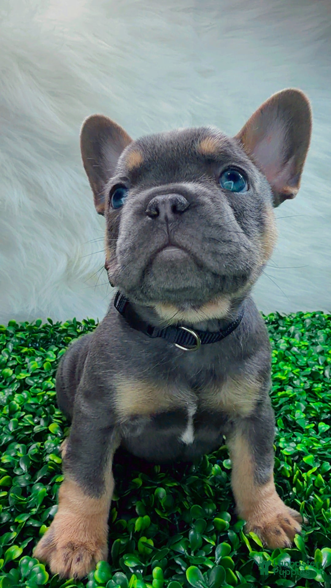 French Bulldog dogs for sale: TYSON - Ad 10
