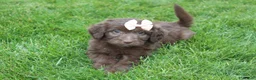 Mini Aussiedoodle dogs for sale: Callie - Ad 4