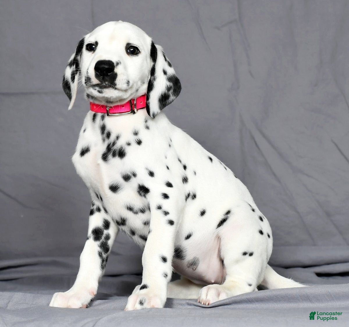 Dog Breed Dalmatian Dogs For Sale Near Me Dalmatian Dog Breed