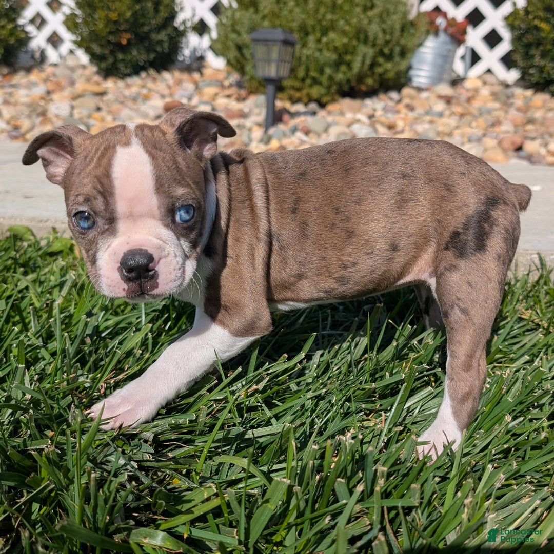 Boston Terrier dogs for sale: Lavender - Ad 9