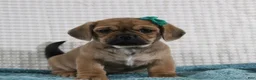 Puggle dogs for sale: Peanut - Ad 1