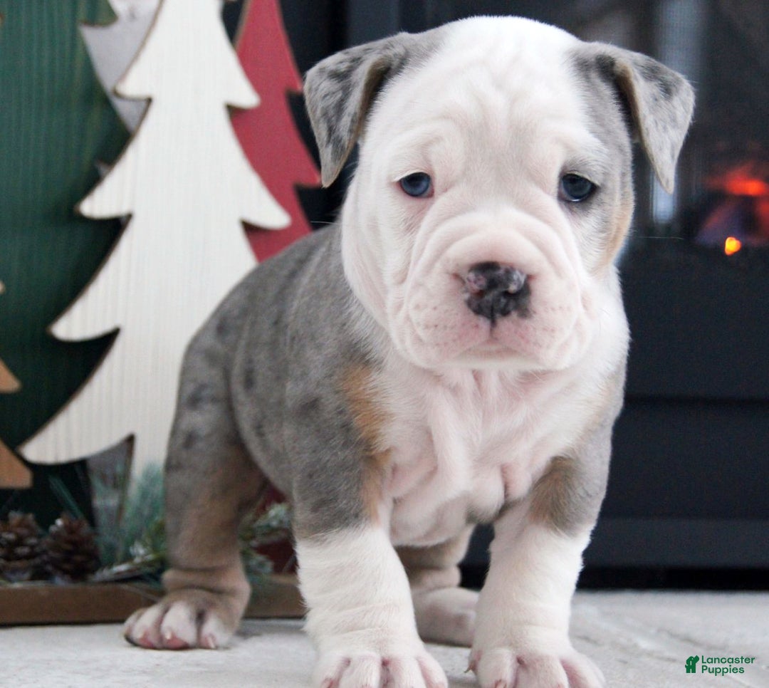 Olde English Bulldogge dogs for sale: Jingle Bells - Ad 4