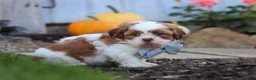 Shih Tzu dogs for sale: Benji - Ad 4