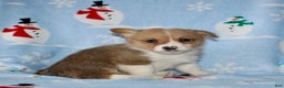 Welsh Corgi Pembroke dogs for sale: Mack - Ad 4