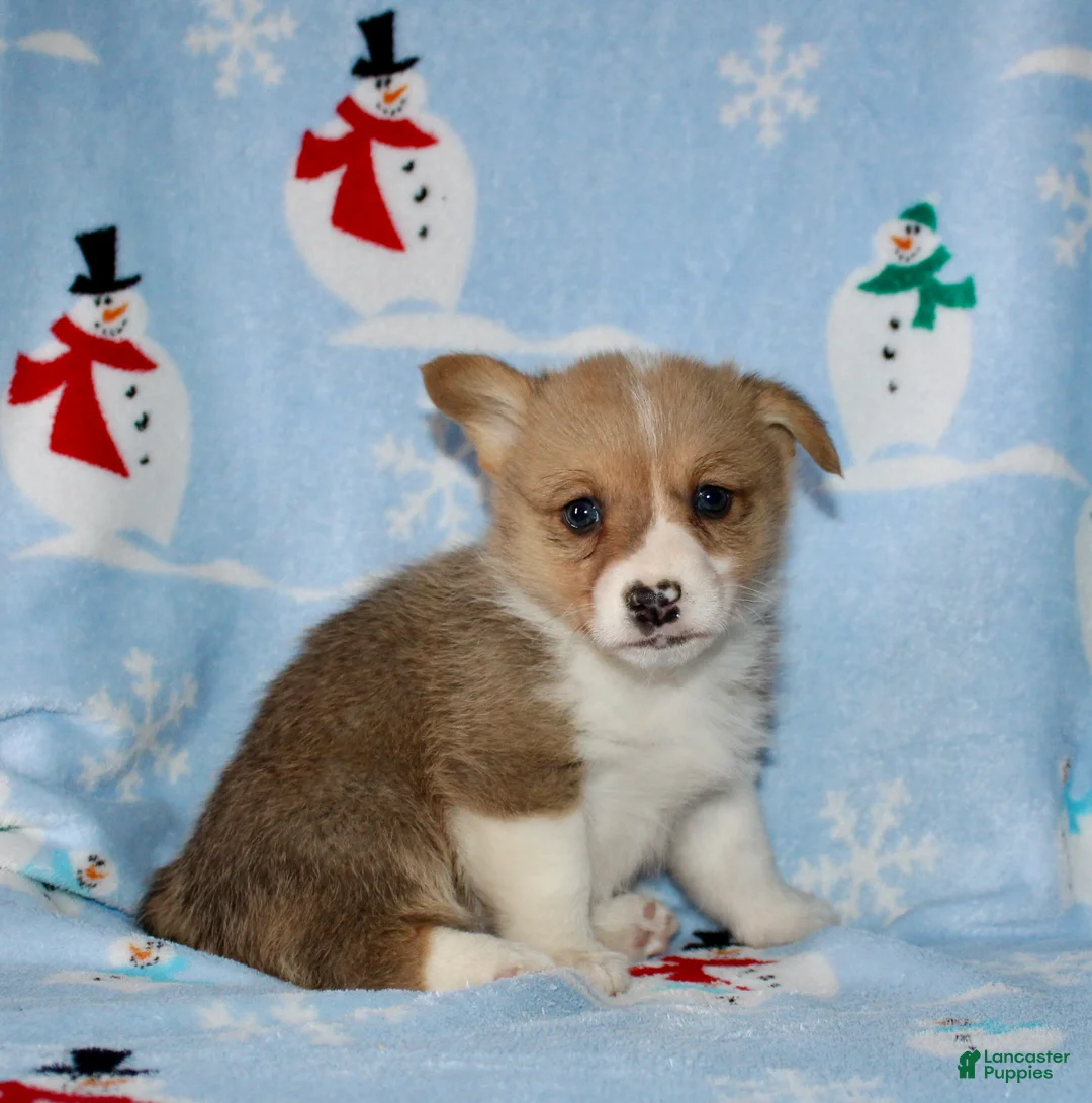 Welsh Corgi Pembroke dogs for sale: Mack - Ad 4