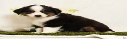 Miniature Australian Shepherd dogs for sale: Princess - Ad 3
