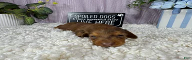 Miniature Dachshund 1