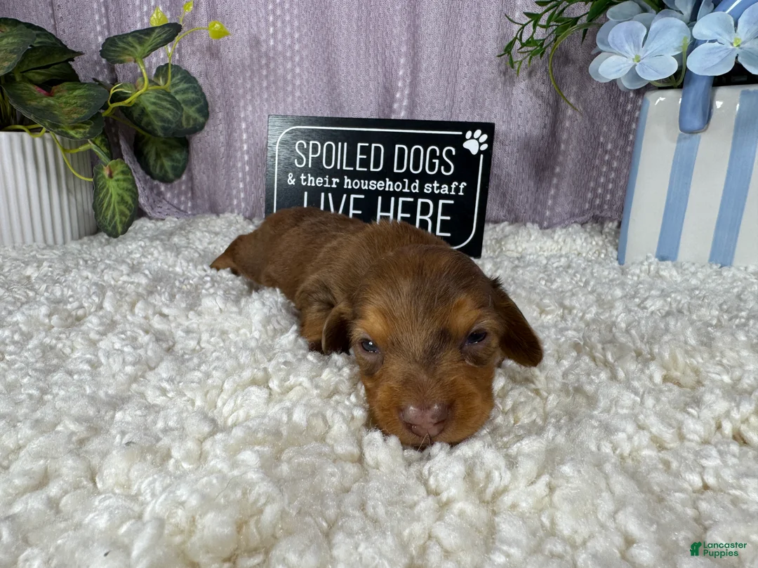 Miniature Dachshund dogs for sale: Miniature Dachshund 1 - Ad 1