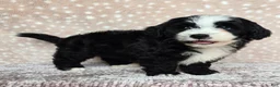 Mini Bernedoodle dogs for sale: Mini Clover - Ad 9