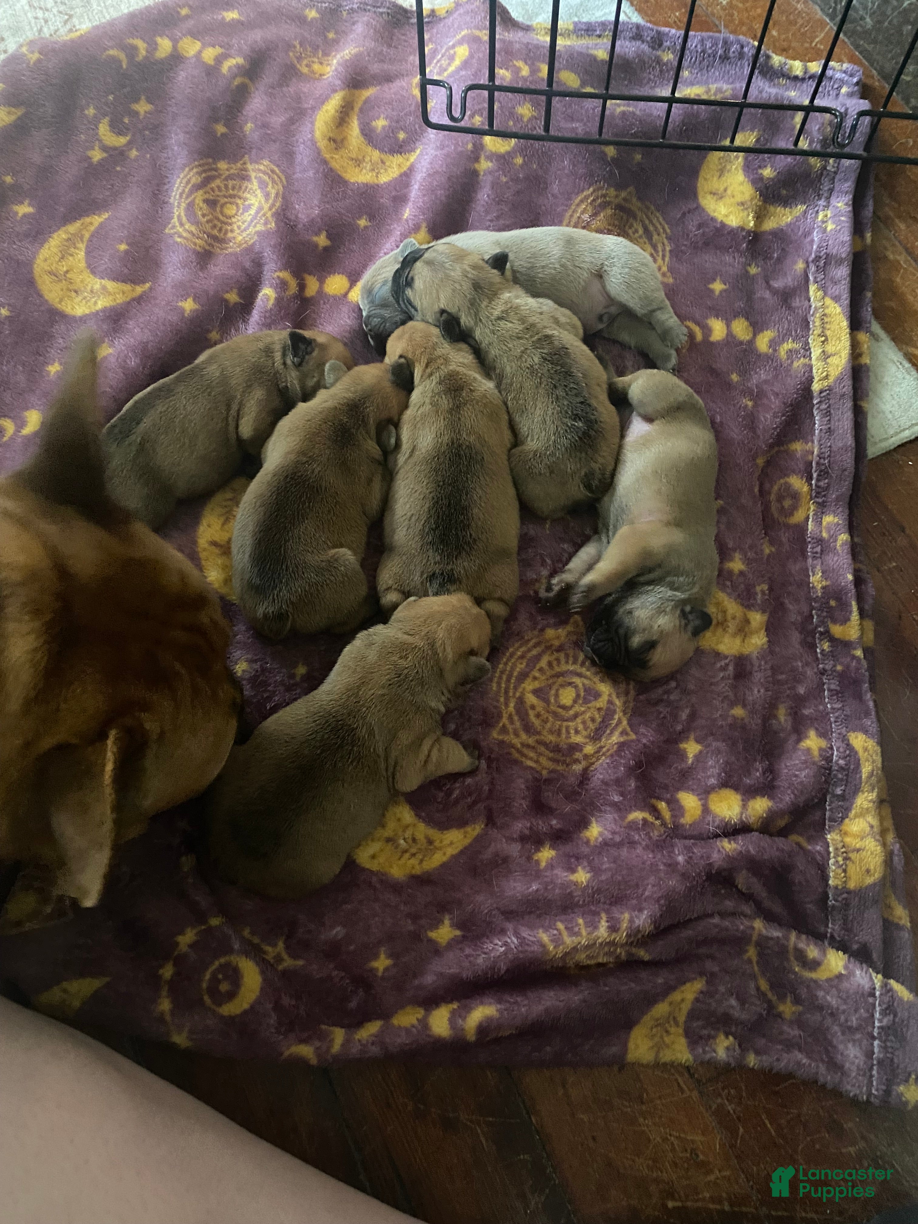 French Bulldog dogs French Bulldog Puppy 1 - Ad 18