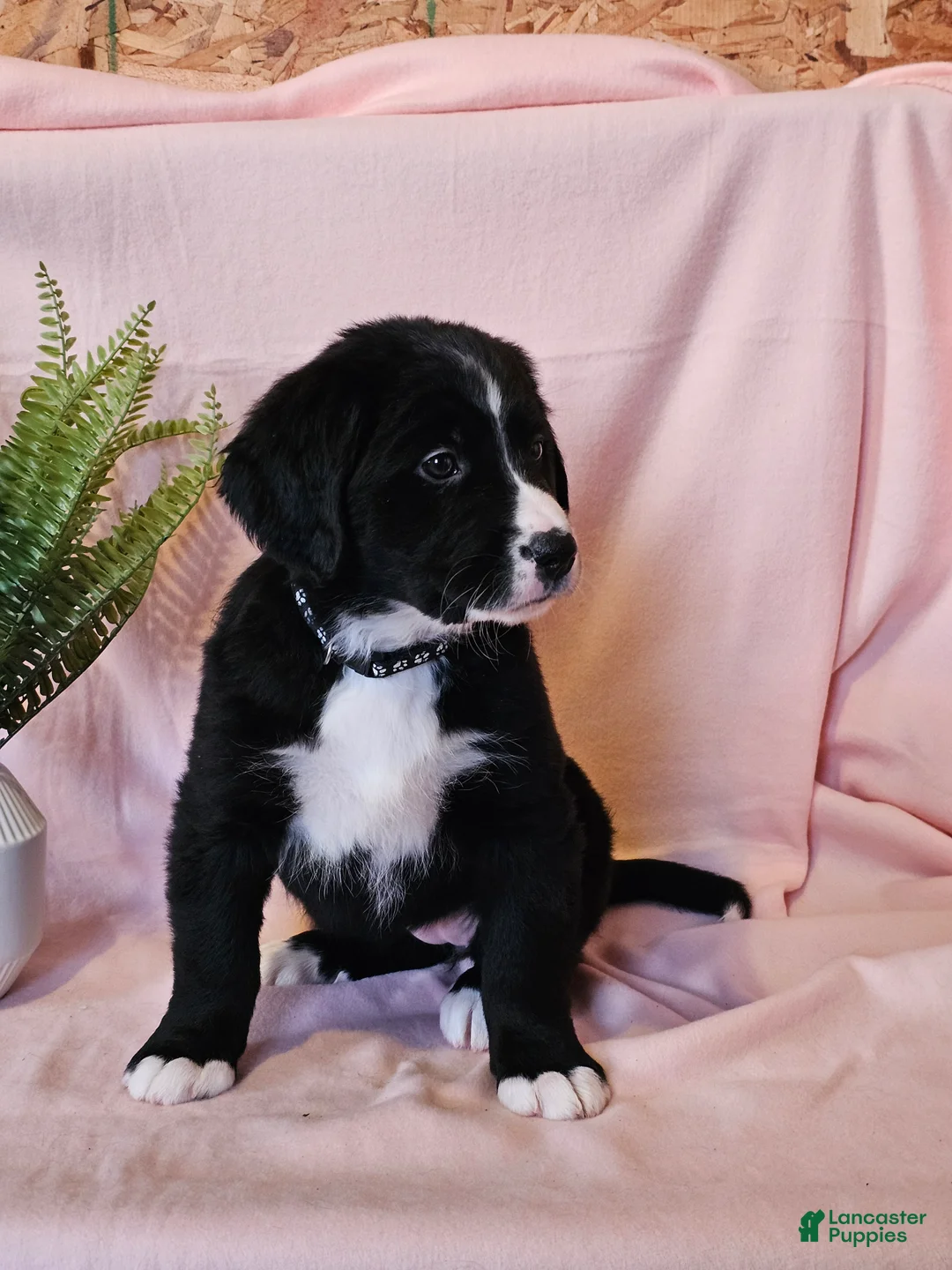 Mixed Breed dogs for sale: Lacey - Ad 3