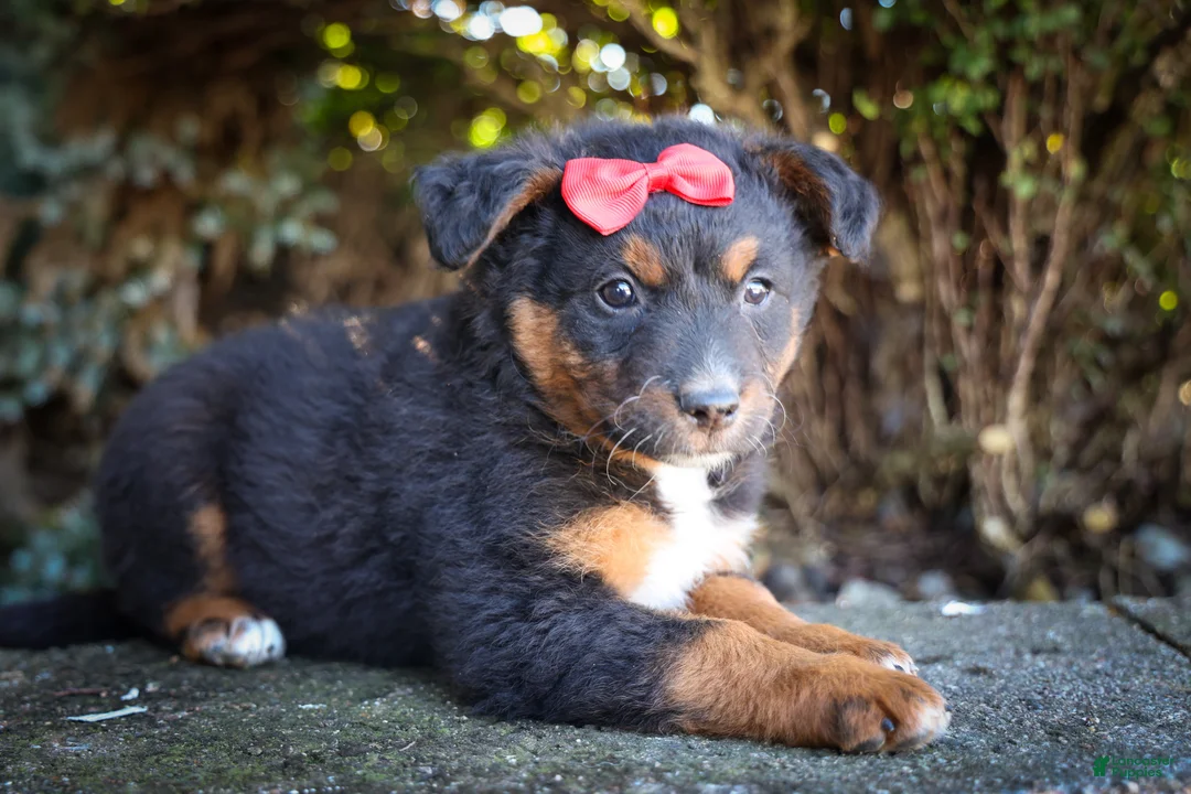 Mini Aussiedoodle dogs for sale: Lincoln💙 - Ad 2