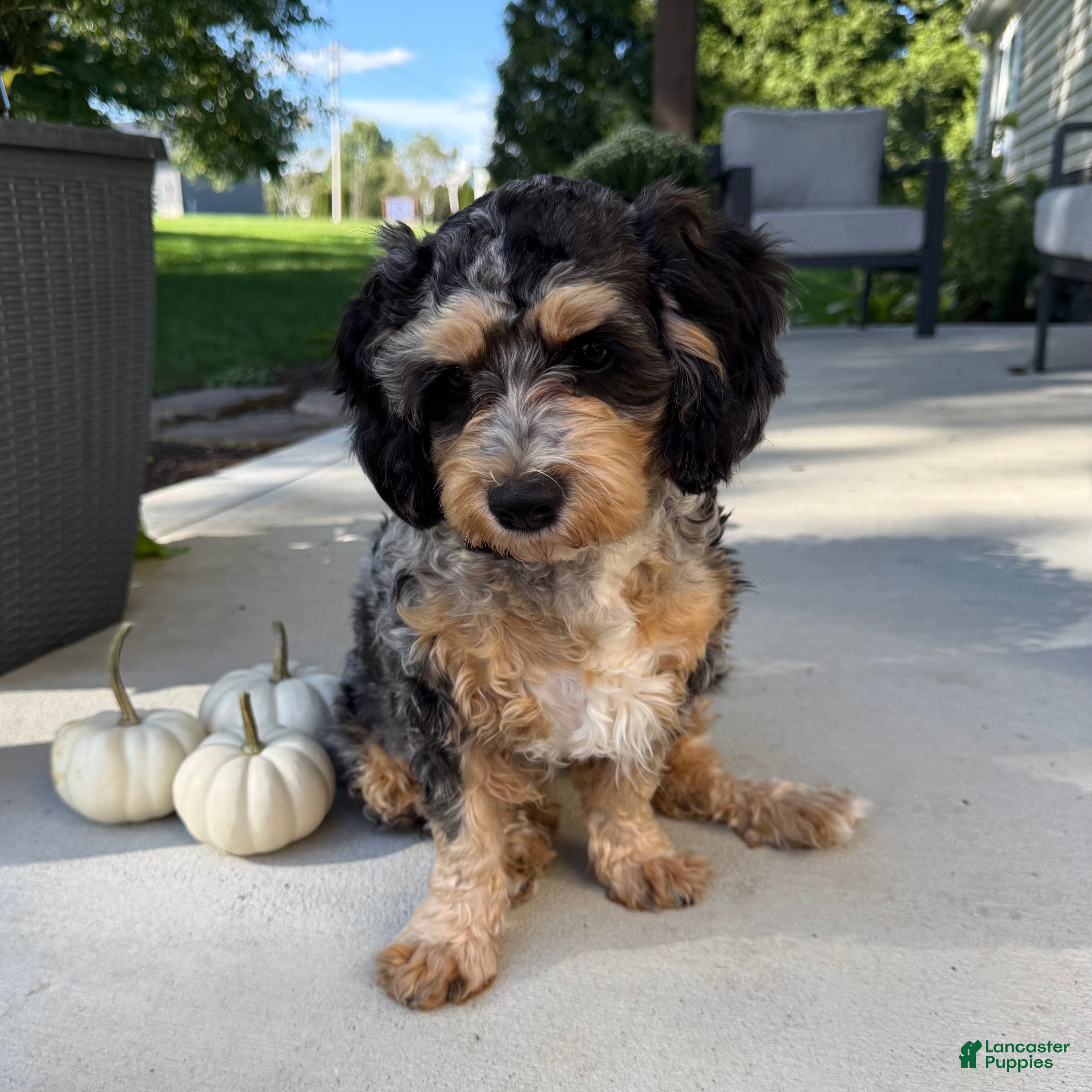 Cavapoo dogs Tulip - Ad 2
