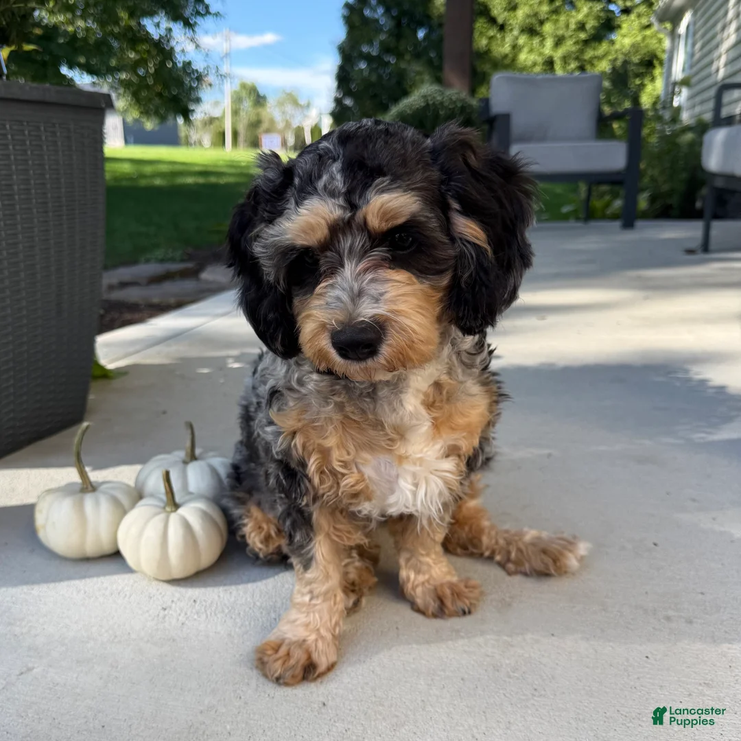 Cavapoo dogs for sale: Tulip - Ad 2