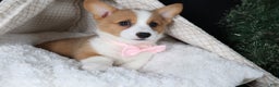 Welsh Corgi Pembroke dogs for sale: Honey - Ad 25