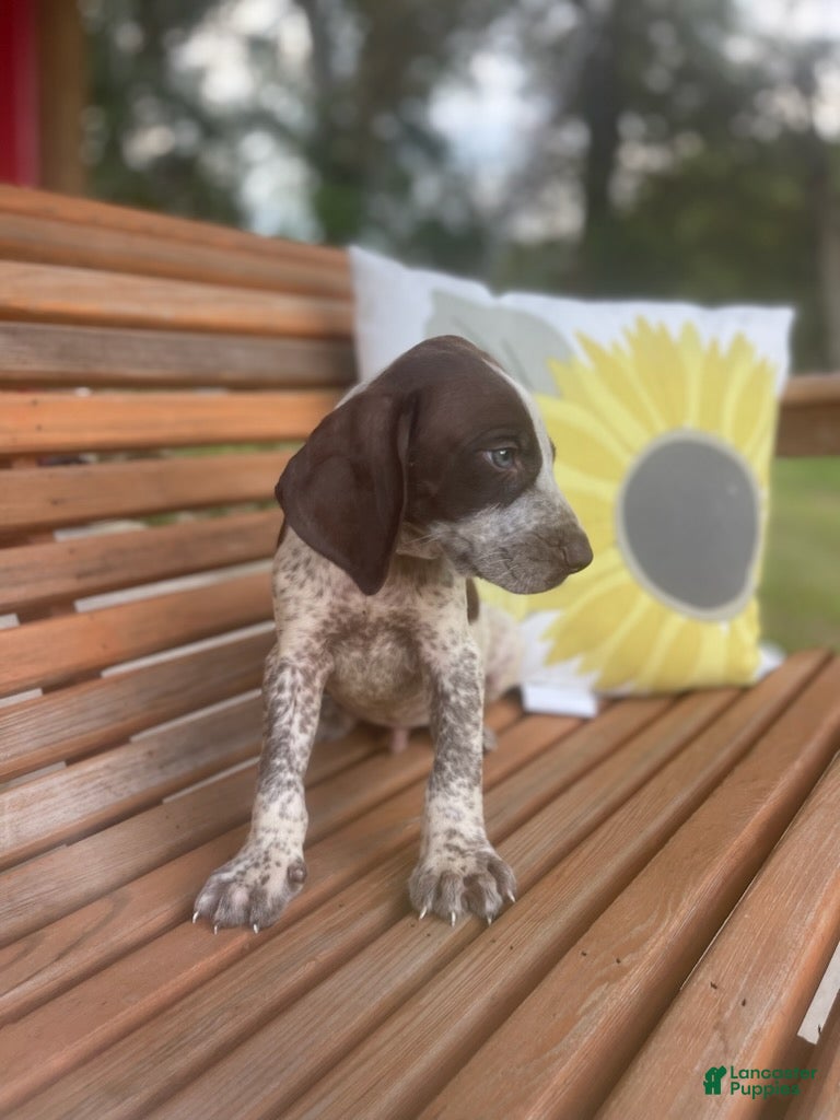 German Shorthaired Pointer dogs German Shorthaired Pointer Boy 4 - Ad 1