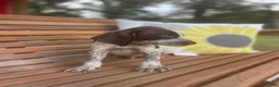 German Shorthaired Pointer dogs for sale: German Shorthaired Pointer Boy 4 - Ad 1