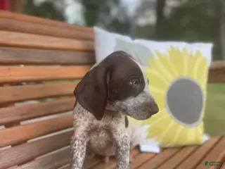 German Shorthaired Pointer dogs for sale: German Shorthaired Pointer Boy 4 - Ad 2