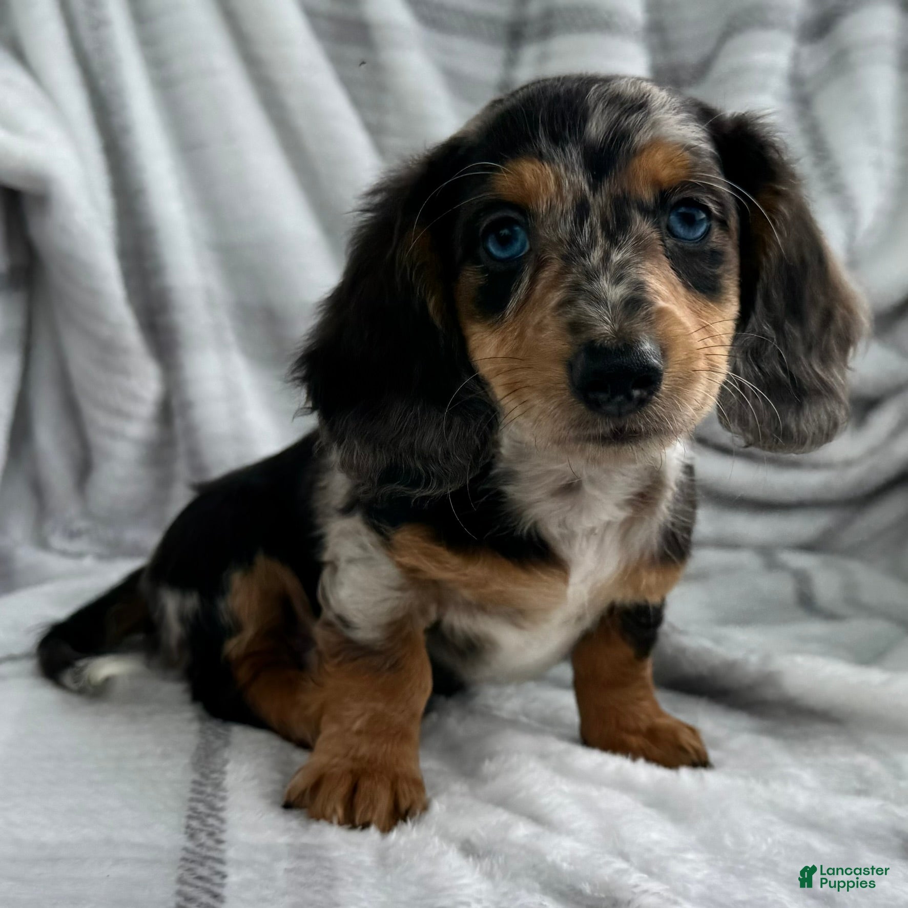 Dachshund dogs Dominic - Ad 2