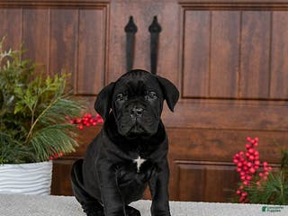 Cane Corso dogs Toby - Ad 5