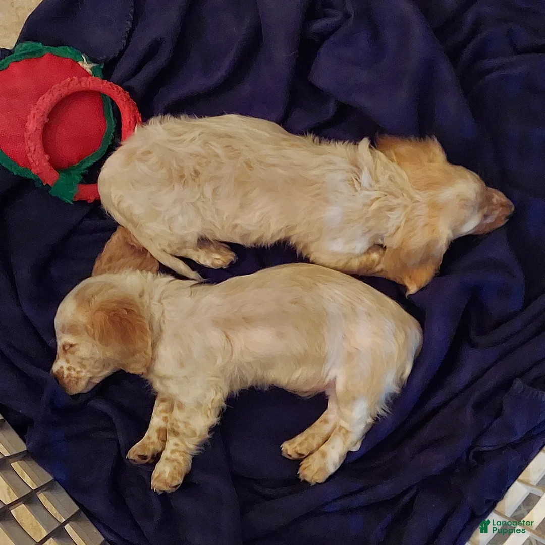 Miniature Dachshund dogs for sale: Miniature Dachshund litter of 2 puppies in North Vernon - Ad 2