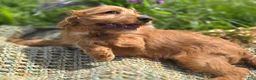 Cavapoo dogs for sale: Glacier - Ad 21