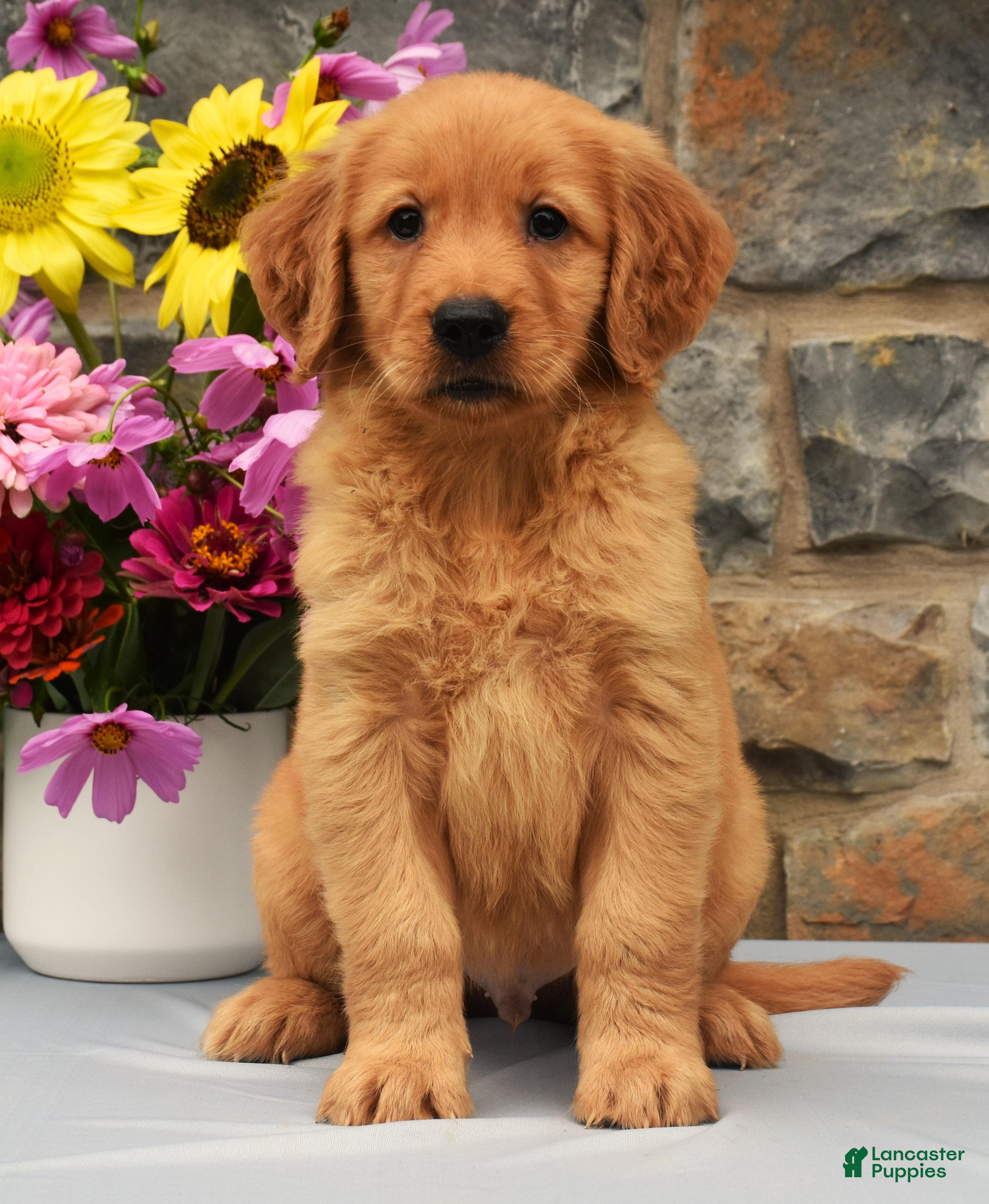 Golden Retriever dogs Sammy - Ad 2