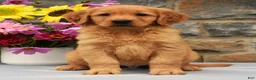 Golden Retriever dogs for sale: Sammy - Ad 2