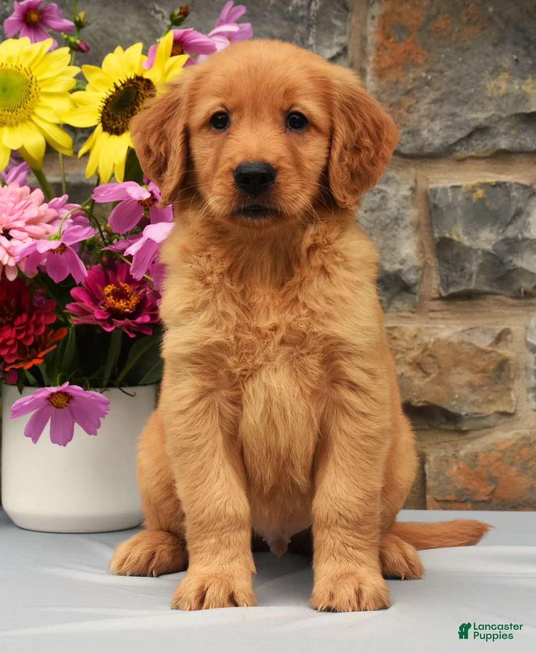Golden Retriever dogs for sale: Sammy - Ad 2