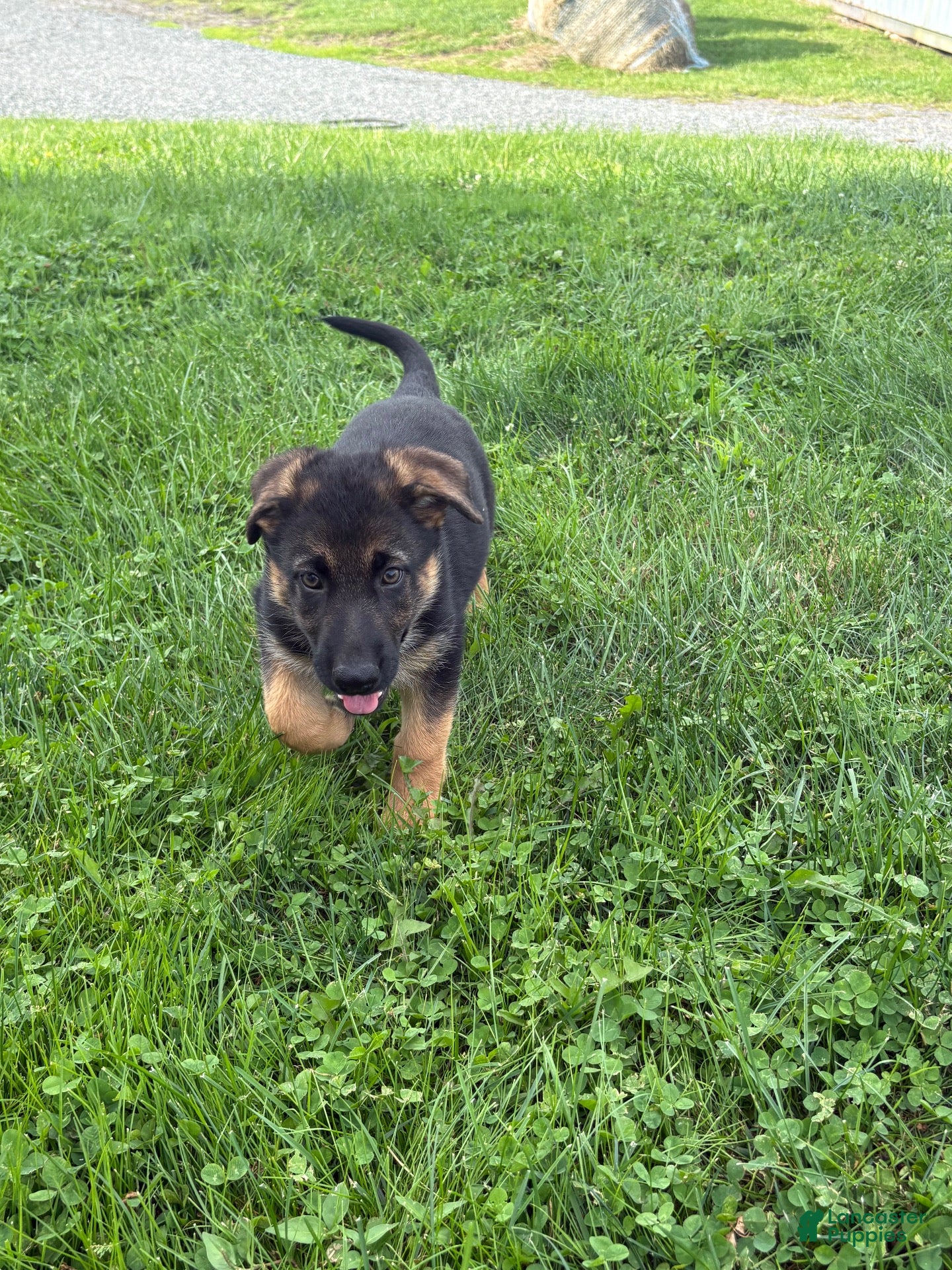 German Shepherd dogs German Shepherd 3 - Ad 32