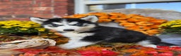 Siberian Husky dogs for sale: Siberian Husky Puppy 2 - Ad 3