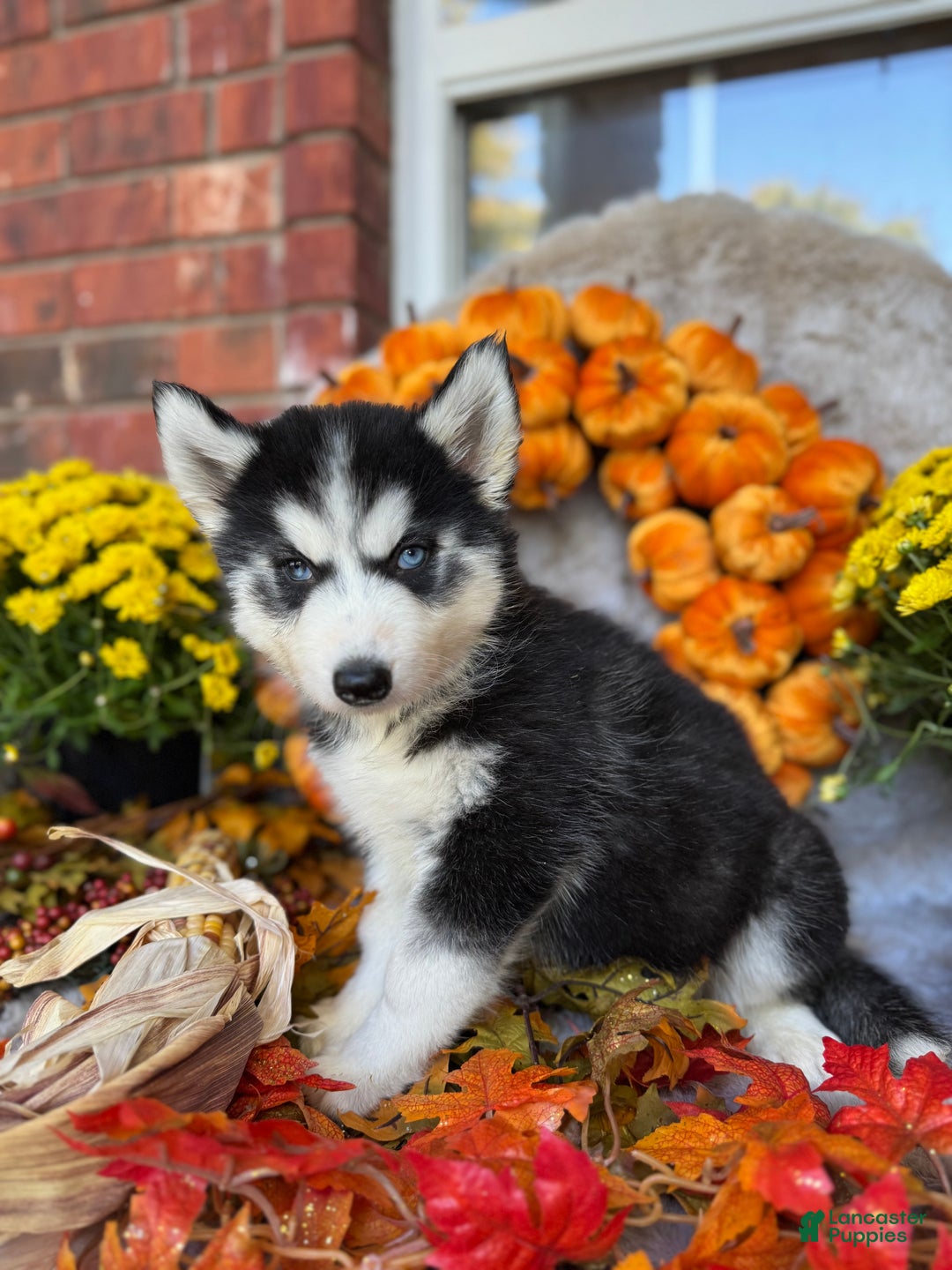 Siberian Husky dogs for sale: Siberian Husky Puppy 2 - Ad 3