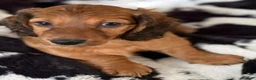 Miniature Dachshund dogs for sale: Molly  - Ad 3