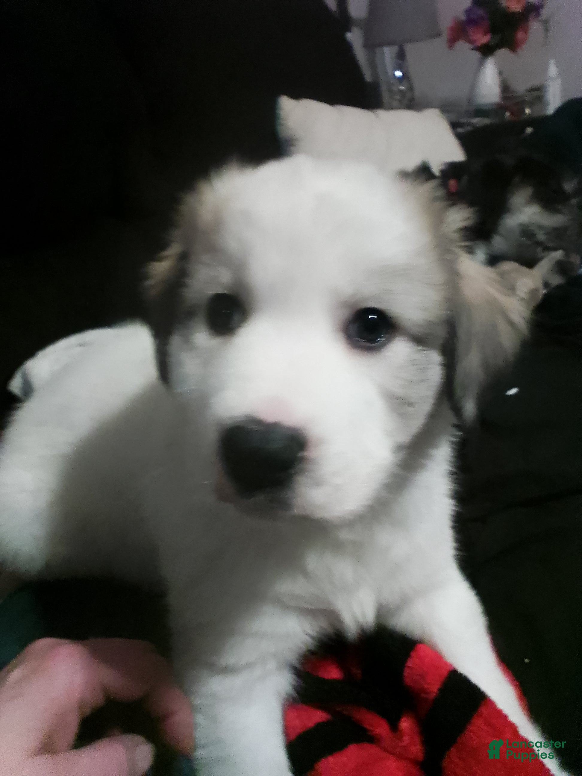 Mixed Breed dogs Mixed Breed Puppy 1 - Ad 26