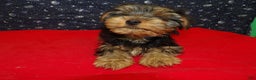 Yorkshire Terrier dogs for sale: James - Ad 1
