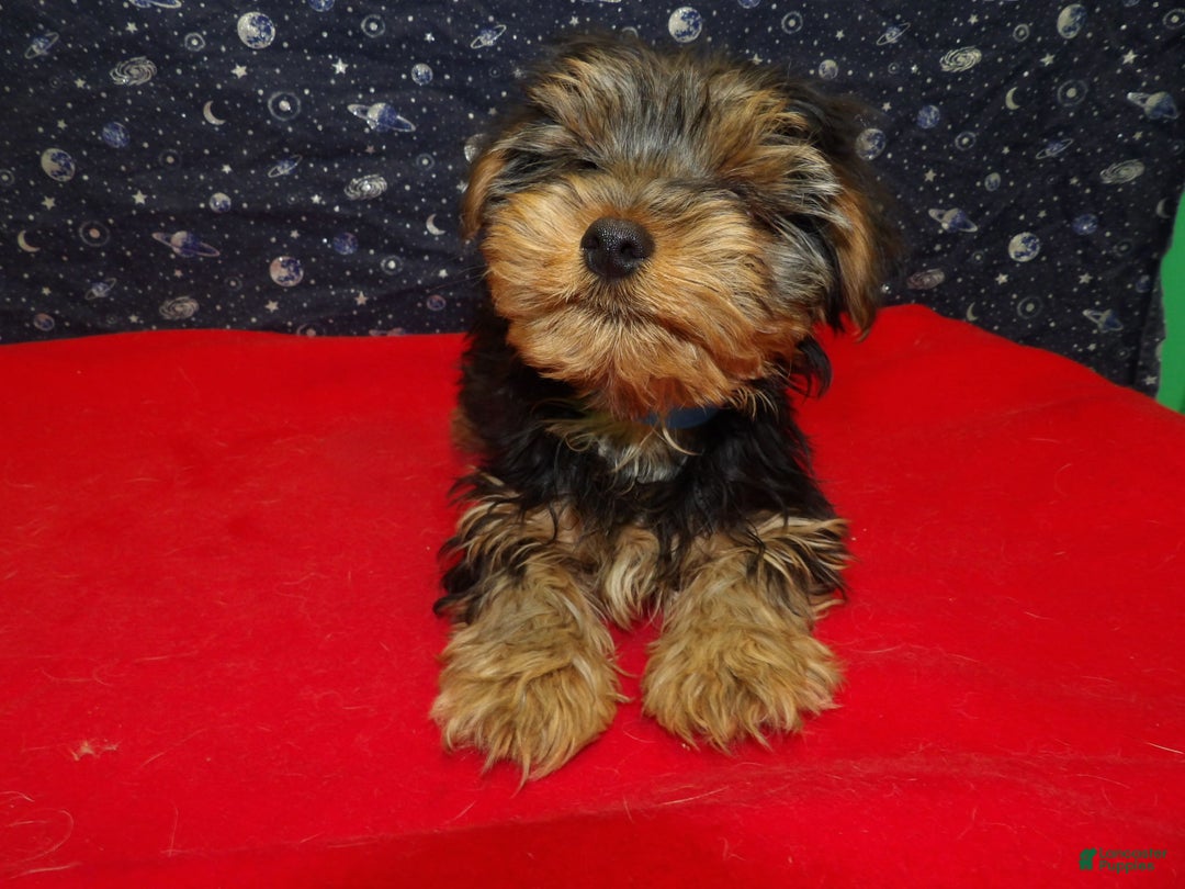 Yorkshire Terrier dogs for sale: James - Ad 1