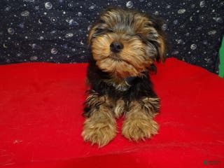 Yorkshire Terrier dogs James - Ad 7