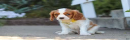 Cavalier King Charles Spaniel dogs for sale: Baxter - Ad 3